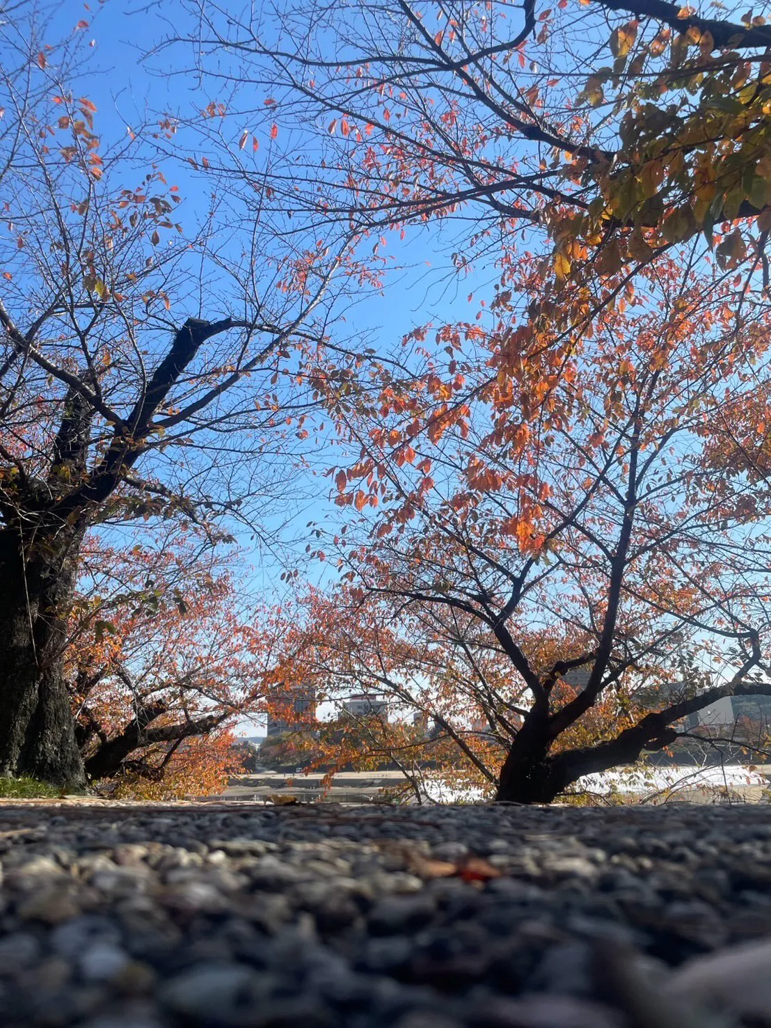 日中はポカポカ暖かくて眠くなっちゃいますね🫠